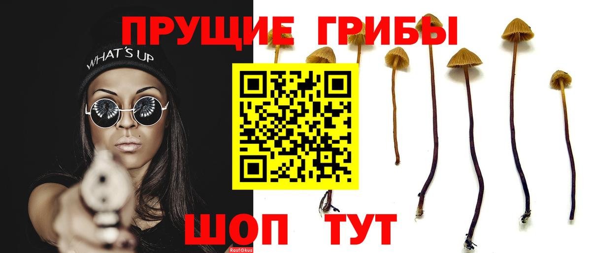 Псилоцибиновые грибы Psilocybe Узловая